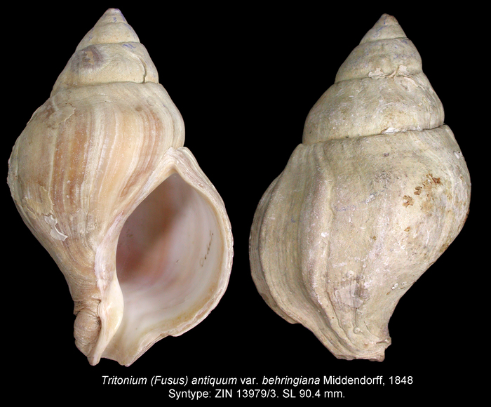 Tritonium (Fusus) antiquum var. behringiana Middendorff, 1848. Syntype 