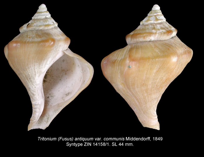 Tritonium (Fusus) antiquum var. communis Middendorff, 1849. Syntype Tritonium (Fusus) antiquum var. communis Middendorff, 1849. Syntype