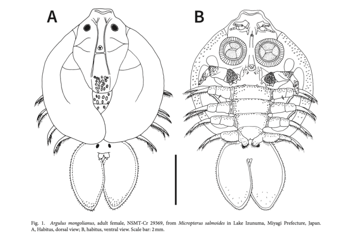 Argulus mongolianus