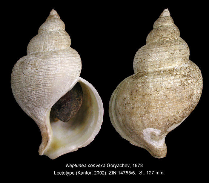 Neptunea convexa Goryachev, 1978. Lectotype Neptunea convexa Goryachev, 1978. Lectotype
