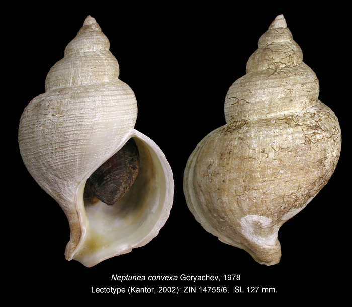 Neptunea convexa Goryachev, 1978. Lectotype