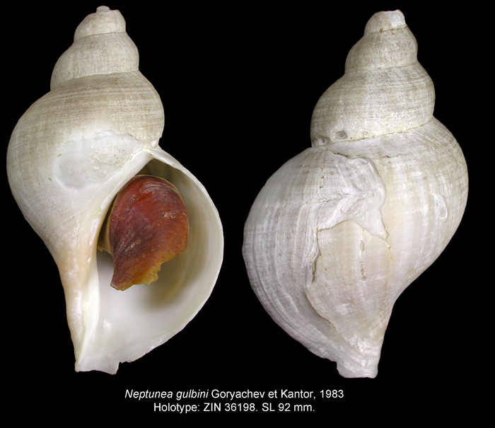 Neptunea gulbini Goryachev & Kantor, 1983. Holotype Neptunea gulbini Goryachev & Kantor, 1983. Holotype