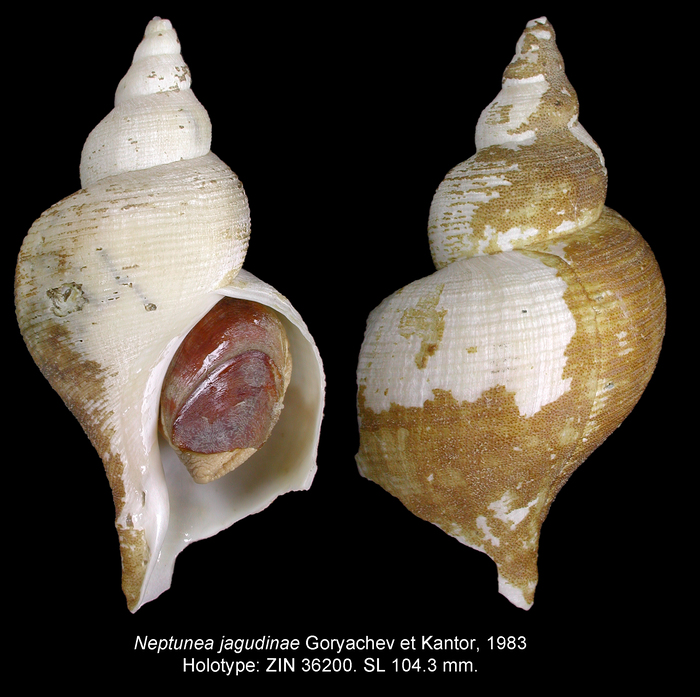 Neptunea jagudinae Goryachev & Kantor, 1983. Holotype Neptunea jagudinae Goryachev & Kantor, 1983. Holotype