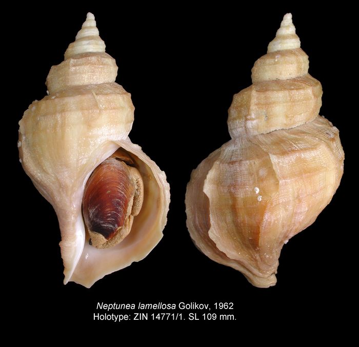 Neptunea lamellosa Golikov, 1962. Holotype