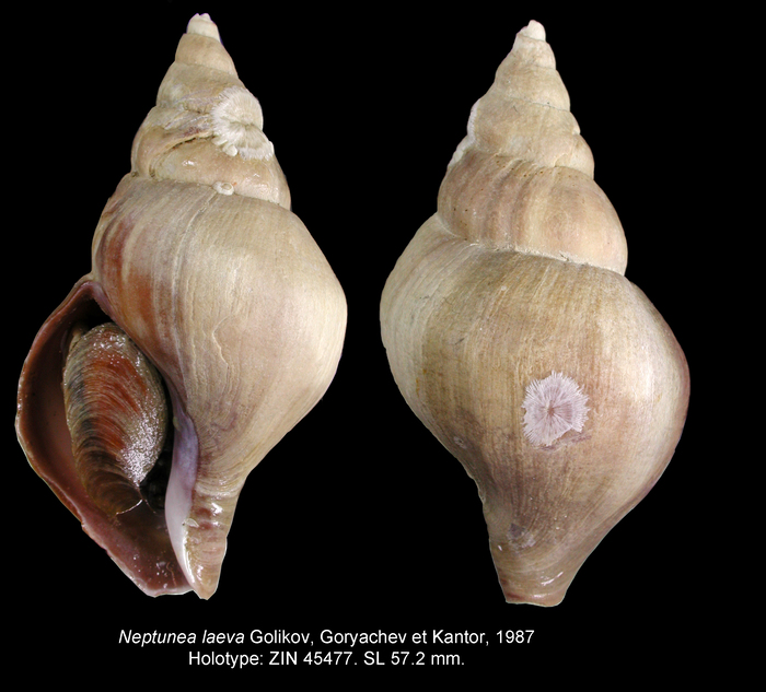 Neptunea laeva Golikov, Goryachev & Kantor, 1987. Holotype Neptunea laeva Golikov, Goryachev & Kantor, 1987. Holotype