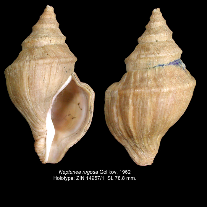 Neptunea rugosa Golikov, 1962. Holotype Neptunea rugosa Golikov, 1962. Holotype