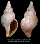 Habevolutopsius sakhalinensis Kantor, 1985. Holotype