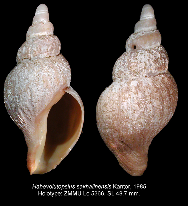 Habevolutopsius sakhalinensis Kantor, 1985. Holotype Habevolutopsius sakhalinensis Kantor, 1985. Holotype