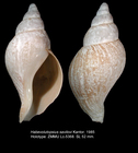 Habevolutopsius savilovi Kantor, 1985. Holotype