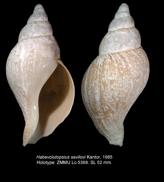 Habevolutopsius savilovi Kantor, 1985. Holotype Habevolutopsius savilovi Kantor, 1985. Holotype