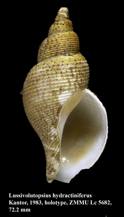 Lussivolutopsius hydractiniferus Kantor, 1983. Holotype