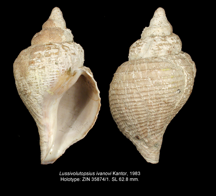 Lussivolutopsius ivanovi Kantor, 1983. Holotype