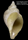 Lussivolutopsius marinae Kantor, 1984. Holotype