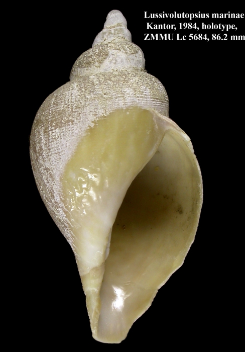 Lussivolutopsius marinae Kantor, 1984. Holotype Lussivolutopsius marinae Kantor, 1984. Holotype
