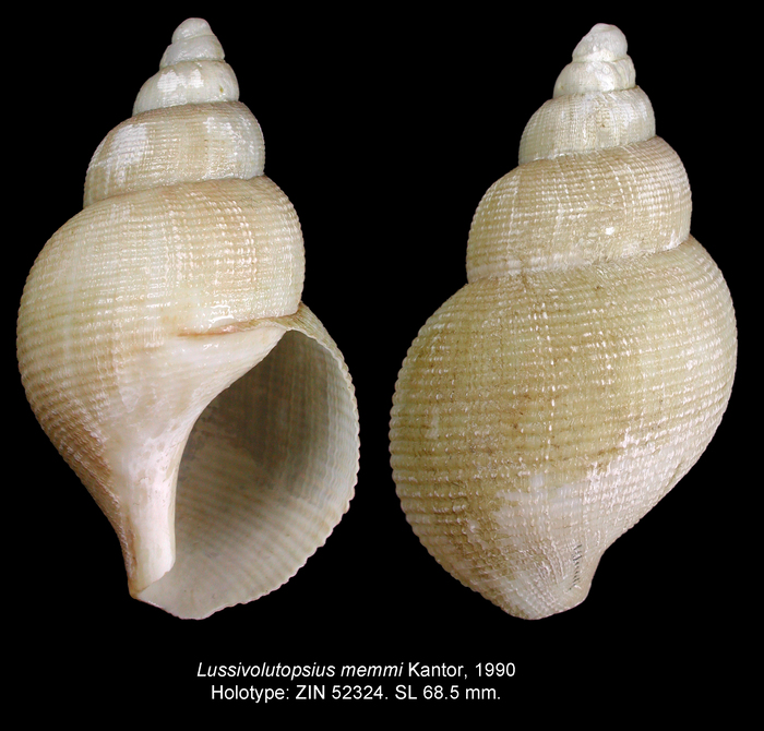 Lussivolutopsius memmi Kantor, 1990. Holotype