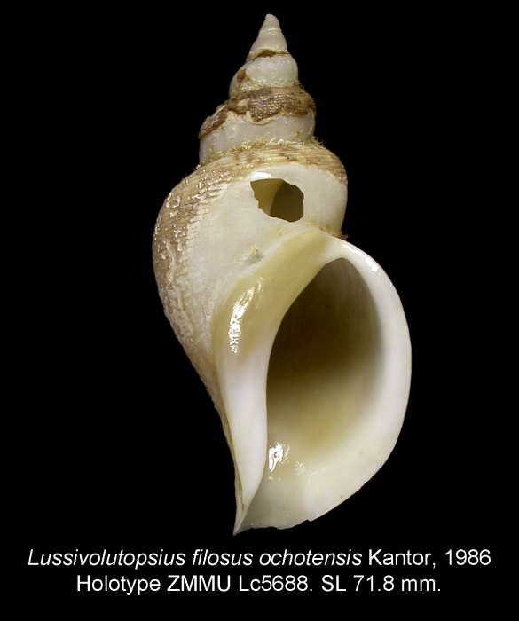 Lussivolutopsius filosus ochotensis Kantor, 1986. Holotype Lussivolutopsius filosus ochotensis Kantor, 1986. Holotype