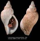 Lussivolutopsius strelzovae Kantor, 1990. Holotype