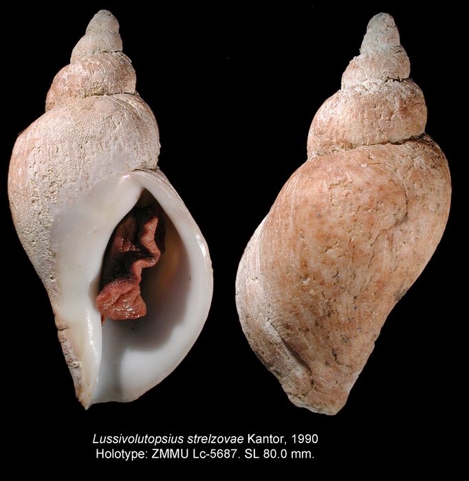 Lussivolutopsius strelzovae Kantor, 1990. Holotype Lussivolutopsius strelzovae Kantor, 1990. Holotype