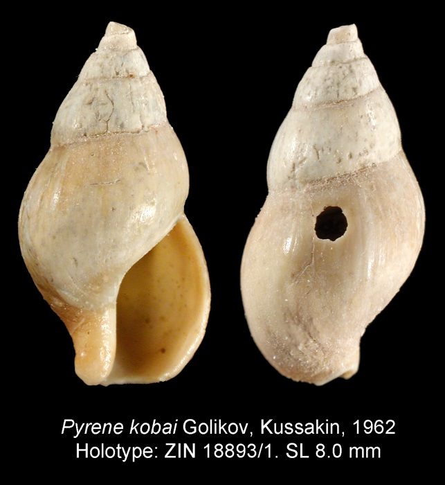 Pyrene kobai Golikov, Kussakin, 1962. Holotype