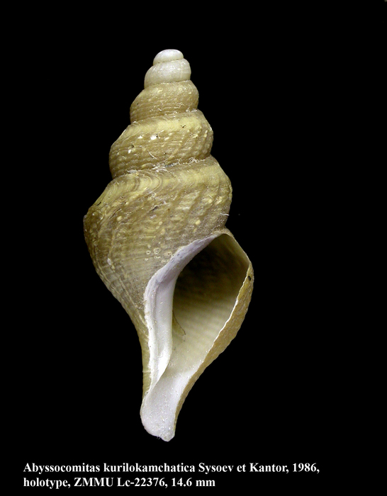Abyssocomitas kurilokamchatica Sysoev & Kantor, 1986. Holotype Abyssocomitas kurilokamchatica Sysoev & Kantor, 1986. Holotype