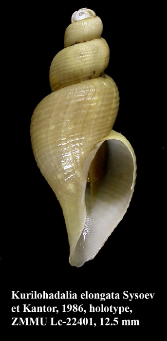 Kurilohadalia elongata Sysoev & Kantor, 1986. Holotype