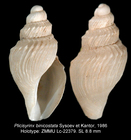 Plicisyrinx binicostata Sysoev & Kantor, 1986. Holotype