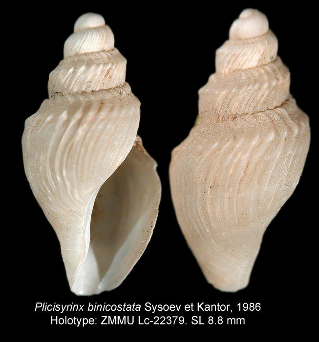 Plicisyrinx binicostata Sysoev & Kantor, 1986. Holotype
