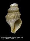 Plicisyrinx decapitata Sysoev & Kantor, 1986. Holotype