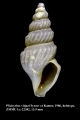 Mollusca (molluscs)