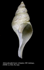 Aforia abyssalis Sysoev & Kantor, 1987. Holotype