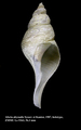 Mollusca (molluscs)