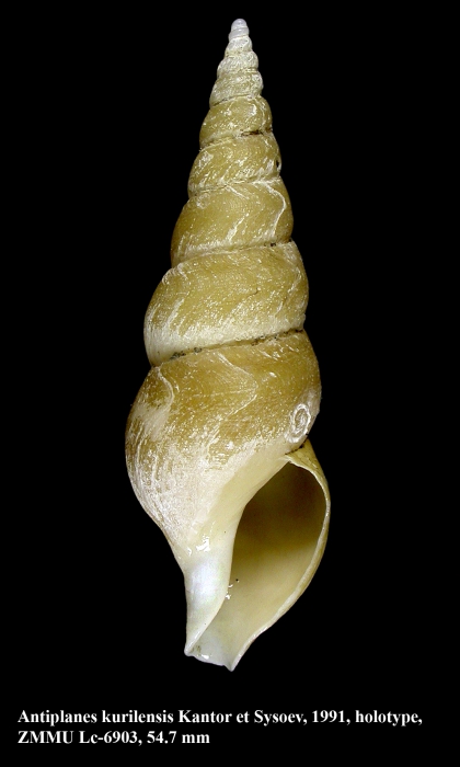 Antiplanes kurilensis Kantor & Sysoev, 1991. Holotype Antiplanes kurilensis Kantor & Sysoev, 1991. Holotype
