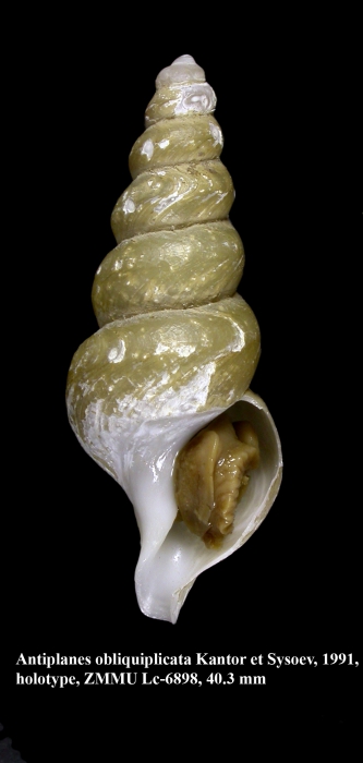 Antiplanes obliquiplicata Kantor & Sysoev, 1991, holotype Antiplanes obliquiplicata Kantor & Sysoev, 1991, holotype