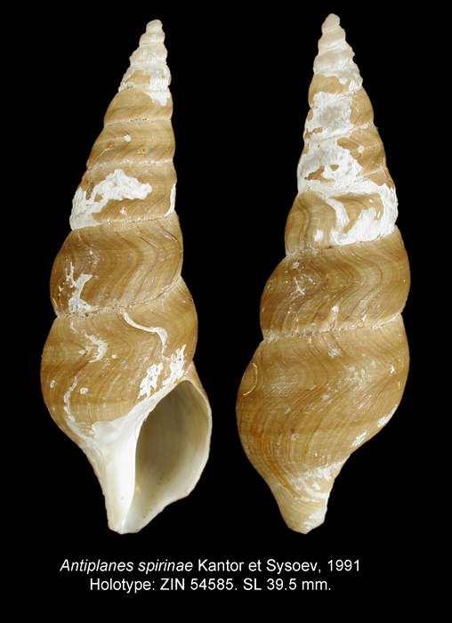 Antiplanes spirinae Kantor & Sysoev, 1991. Holotype