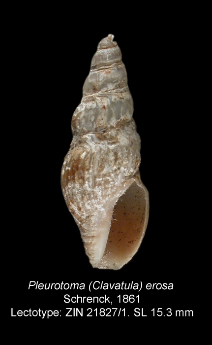 Pleurotoma (Clavatula) erosa Schrenck, 1861. Lectotype Pleurotoma (Clavatula) erosa Schrenck, 1861. Lectotype