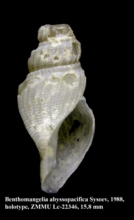 Benthomangelia abyssopacifica Sysoev, 1988. Holotype Benthomangelia abyssopacifica Sysoev, 1988. Holotype