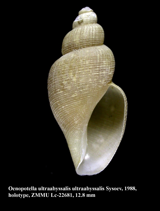 Oenopotella ultraabyssalis Sysoev, 1988. Holotype Oenopotella ultraabyssalis Sysoev, 1988. Holotype
