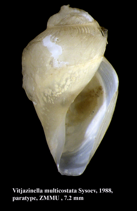 Vitjazinella multicostata Sysoev, 1988. Paratype Vitjazinella multicostata Sysoev, 1988. Paratype