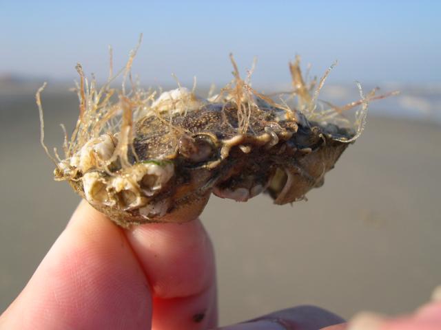 Tubularia larynx