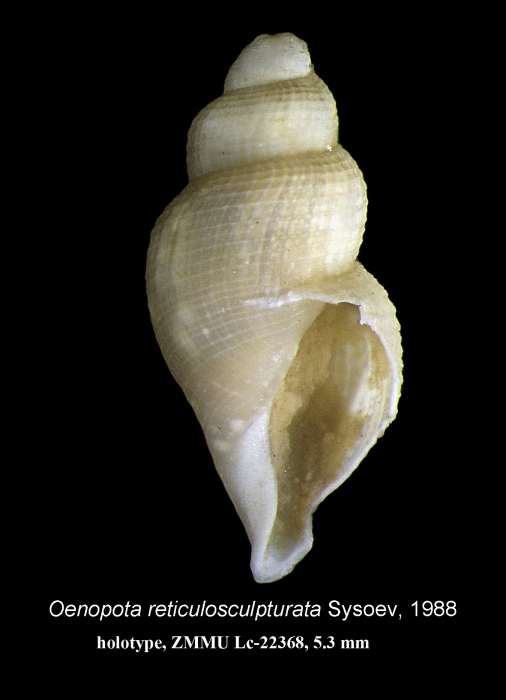Oenopota reticulosculpturata Sysoev, 1988. Holotype Oenopota reticulosculpturata Sysoev, 1988. Holotype
