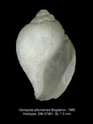 Oenopota piltuniensis Bogdanov, 1985. Holotype