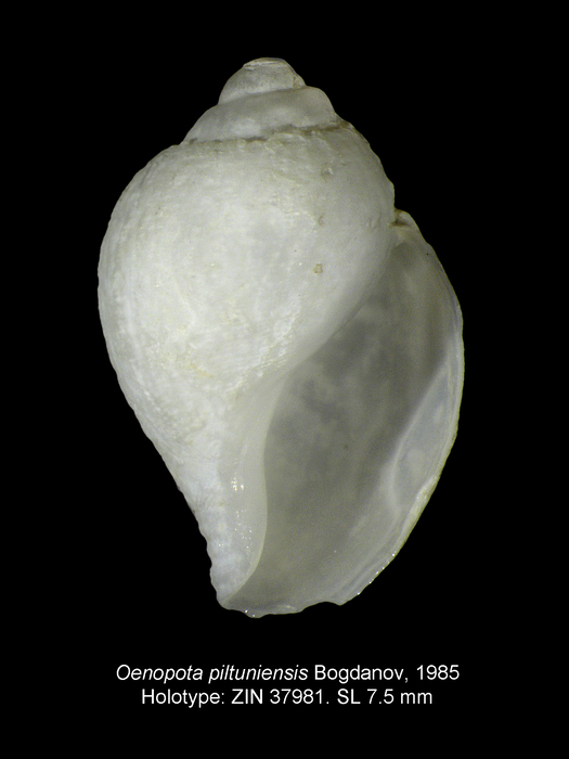 Oenopota piltuniensis Bogdanov, 1985. Holotype Oenopota piltuniensis Bogdanov, 1985. Holotype