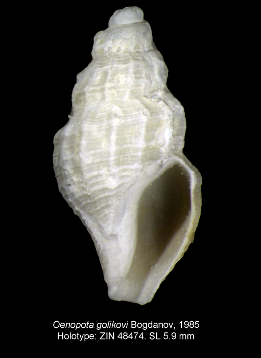 Oenopota golikovi Bogdanov, 1985. Holotype Oenopota golikovi Bogdanov, 1985. Holotype