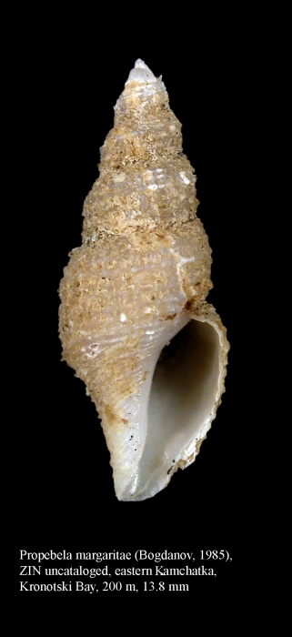 Oenopota margaritae Bogdanov, 1985 (specimen identified by Bogdanov)