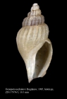 Oenopota uschakovi Bogdanov, 1985. Holotype