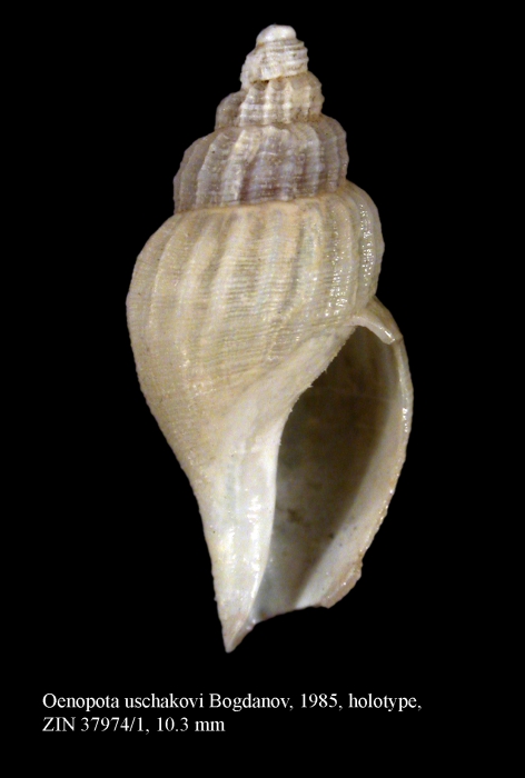 Oenopota uschakovi Bogdanov, 1985. Holotype Oenopota uschakovi Bogdanov, 1985. Holotype