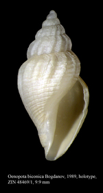 Caenogastropoda