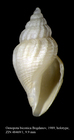 Oenopota biconica Bogdanov, 1989. Holotype
