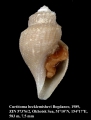 Mollusca (molluscs)