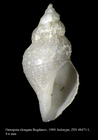 Oenopota elongata Bogdanov, 1989. Holotype